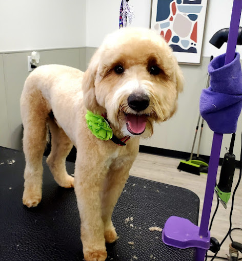 dog grooming royse city tx